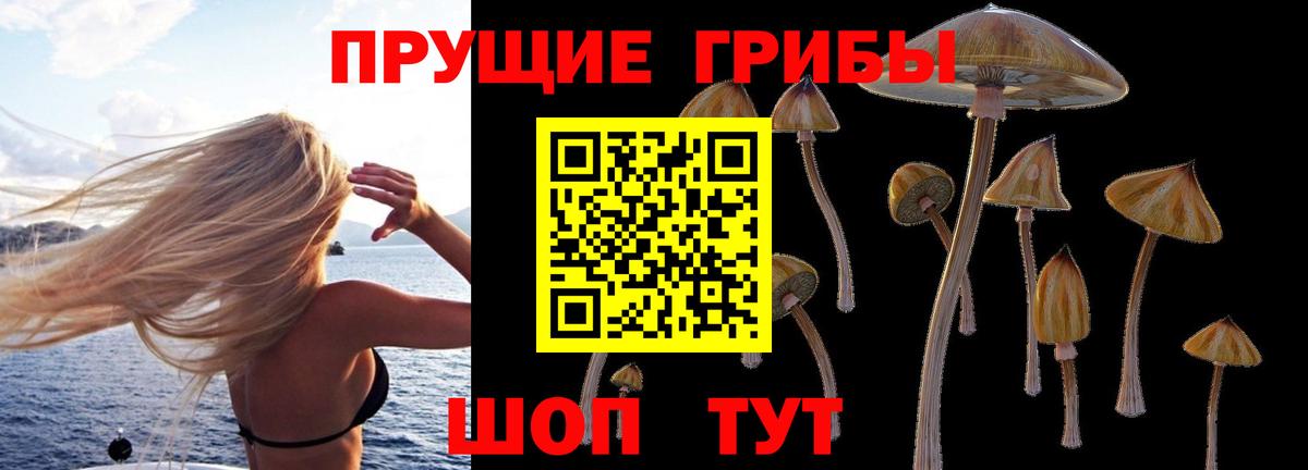 Псилоцибиновые грибы Cubensis Нерюнгри